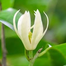 Shenbagam white