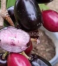jambu naval plants