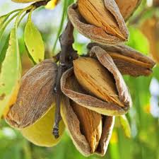 Almond plant