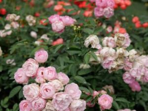 Margokoster Pink