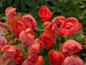 Margokoster Red