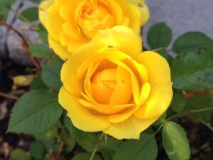 Yellow strips rose 8 inch pot