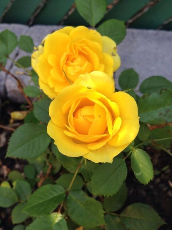Yellow strips rose 8 inch pot