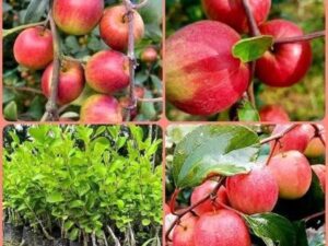 Apple ber red