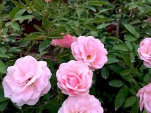 Summer snow rose