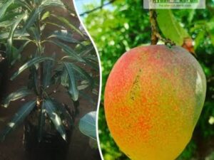 Malgova mango