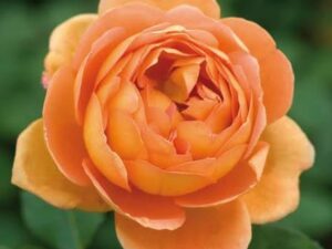 Copper austin rose
