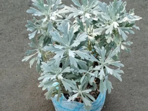 Silver dust plants