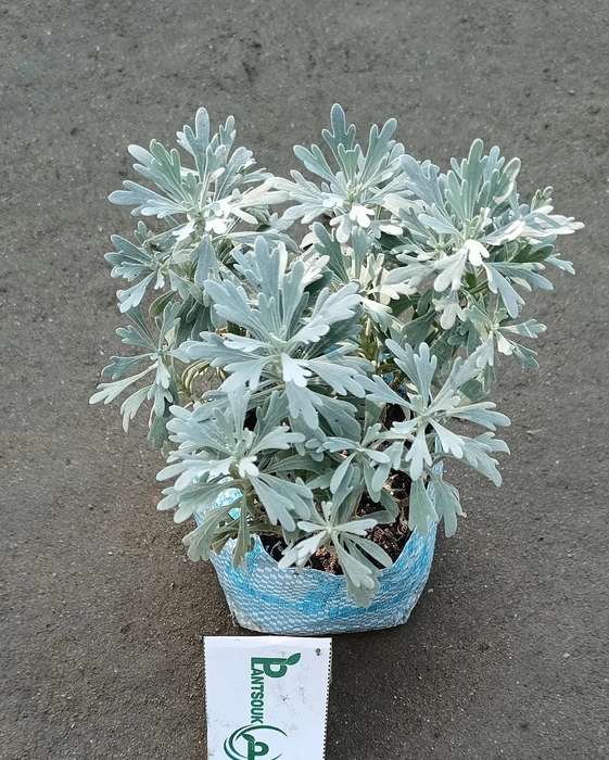 Silver dust plants