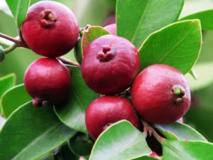 Strawberry guava red
