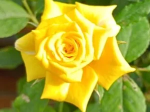 Star yellow rose mother plants