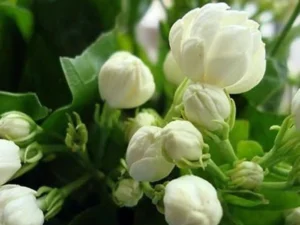 Gundu malli [single layer] plants