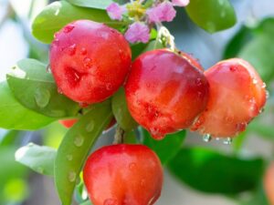 Sweet cherry