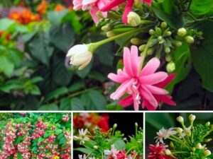 Rangoon malli [double petal plant]
