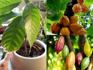 Coco plant