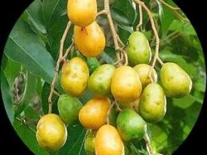 Sweet ambazham
