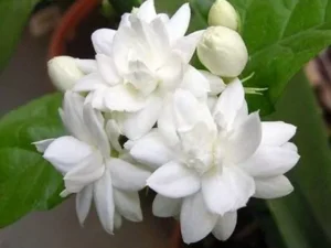 Arabian jashmin plants