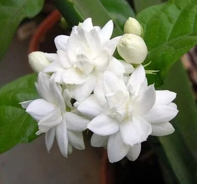 Arabian jashmin plants