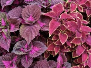 Coleus Plant 2 colours free shipping