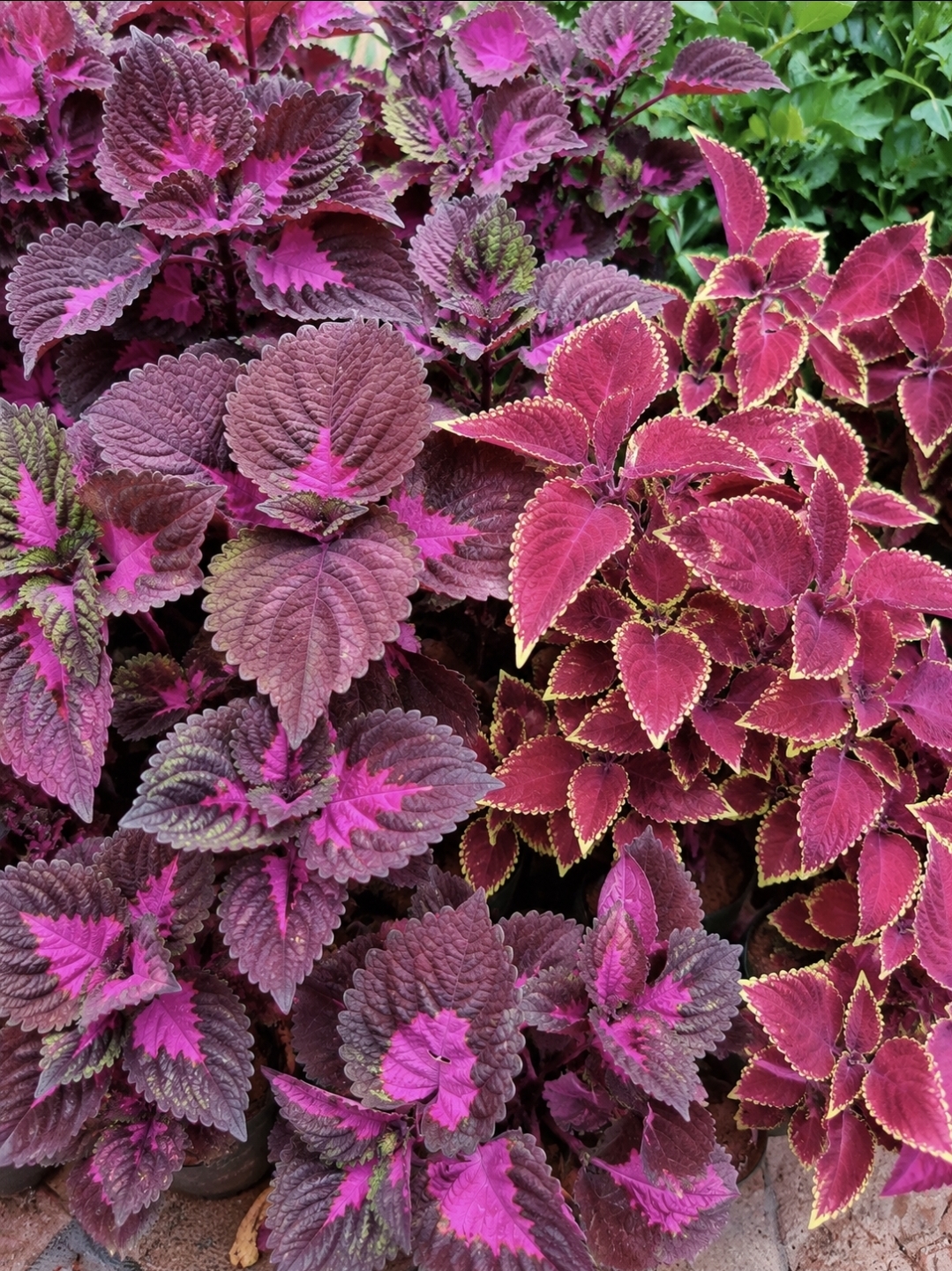 Coleus Plant 2 colours free shipping