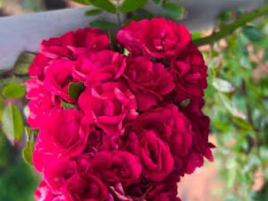 Red orchid rose