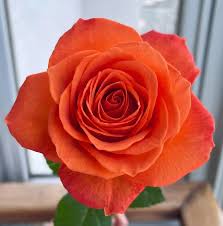 HT orange rose