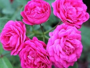 Pink button rose