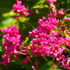 Mexian coral vine[pink or white ] any one plant