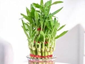 2 layer lucky bamboo