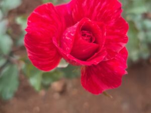 Red intuition
