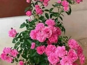 Mother pink button rose