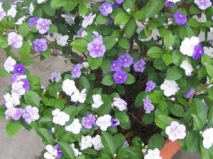 Today tommorow /sunday monday flower plants