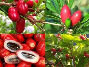 Miracle fruit plant 2-3 feet