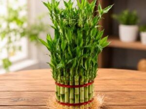 3 layer Lucky bamboo