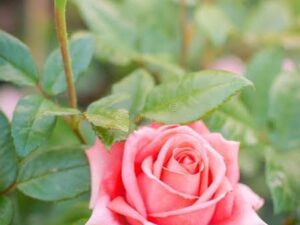 Miniature pearl orange rose