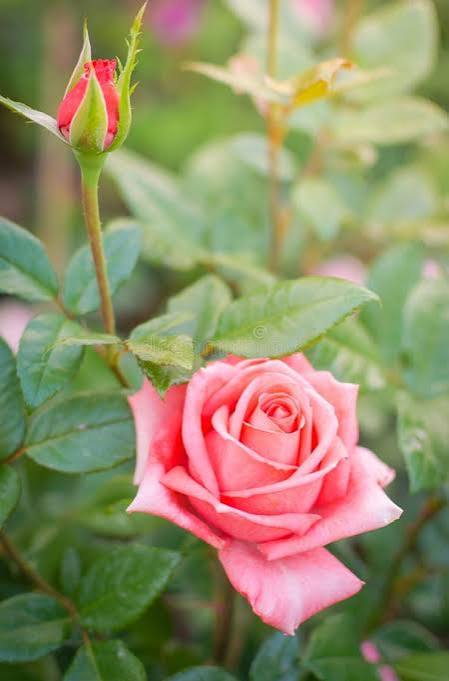 Miniature pearl orange rose