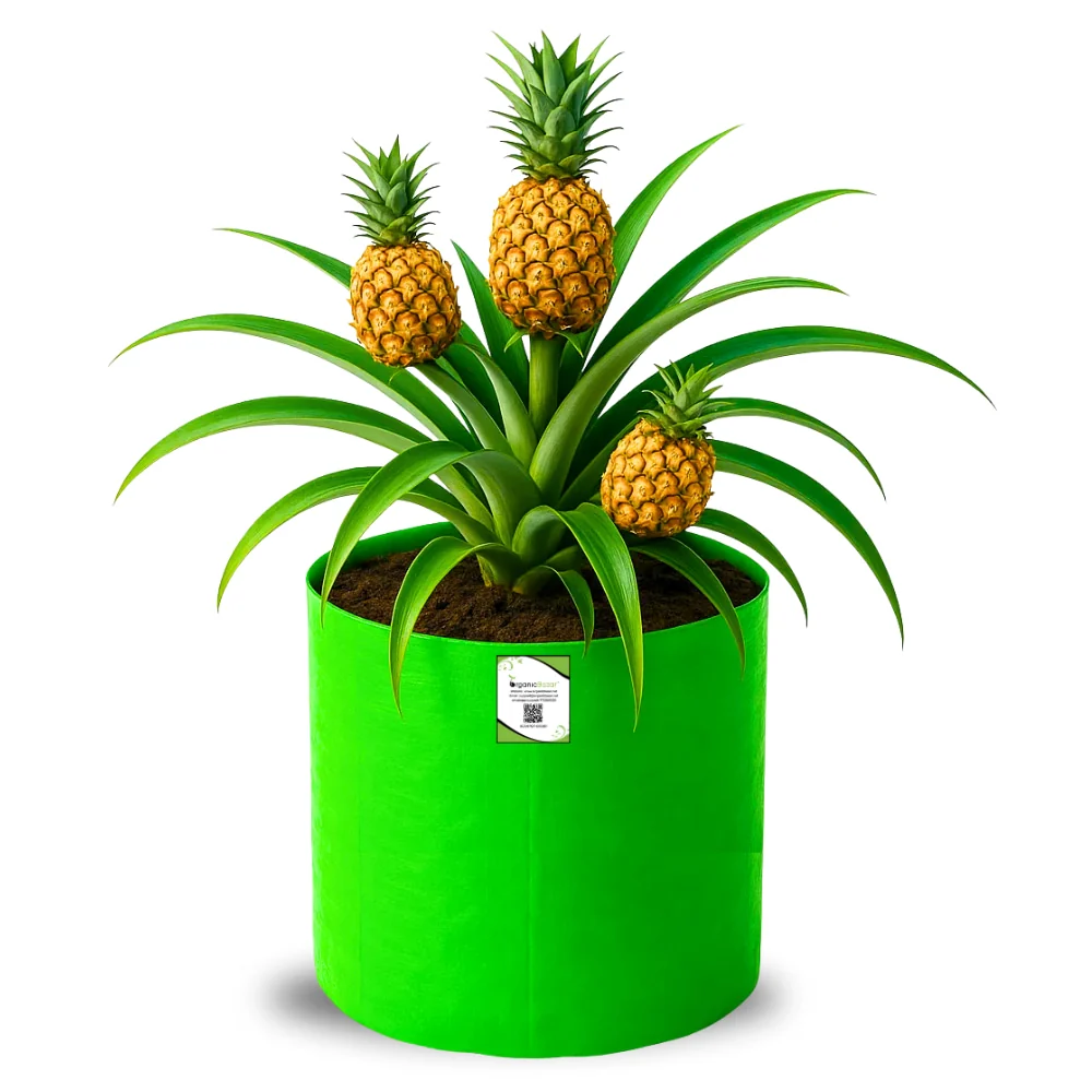 Grow Bags