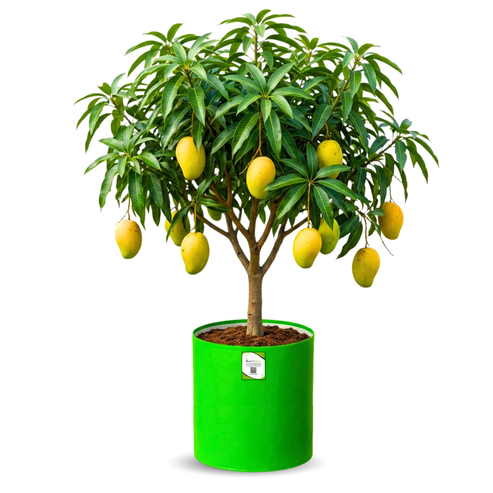 terrace-garden-fruit-plants