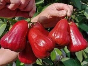 Red water apple mother plant