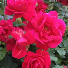 Kashmir rose