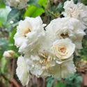 White creepers rose 8 inch pot