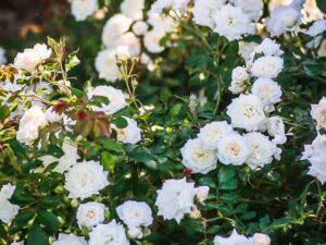 White Mookuthi rose