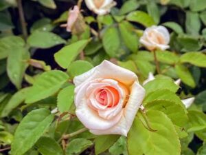 Seven days rose mother plant