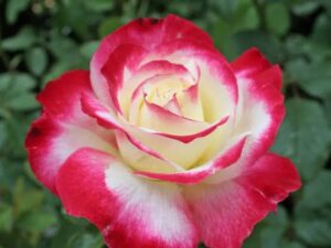 Double delight rose