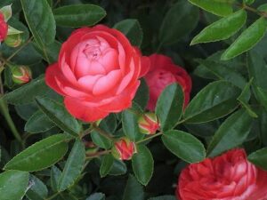 Margo koster red