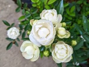 Marcgo koster white