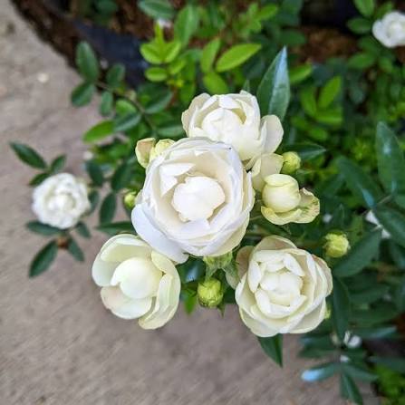 Marcgo koster white