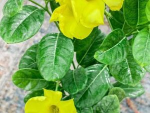 Almenda Yellow Creeper