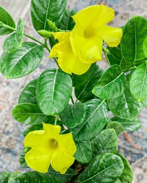 Almenda Yellow Creeper