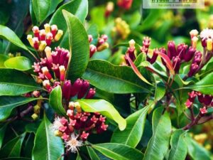 Clove plants